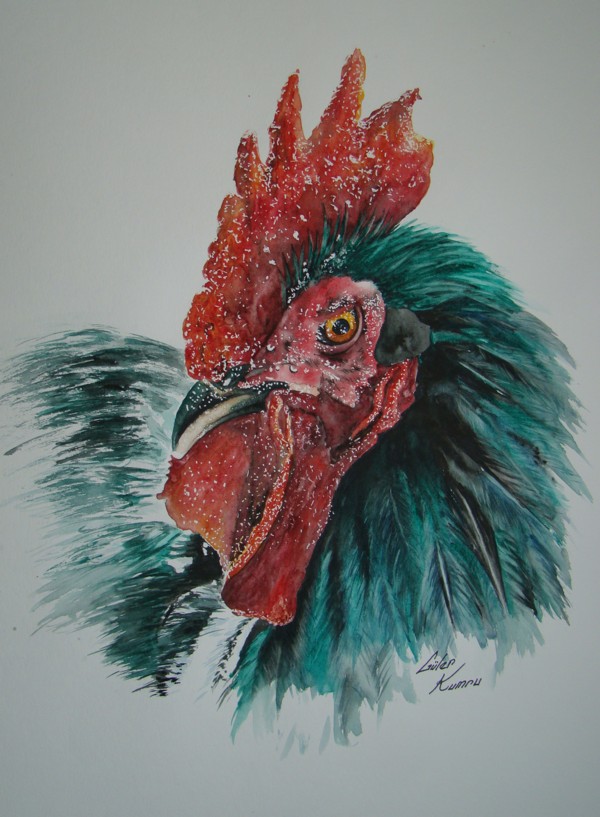 Un coq